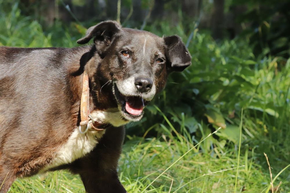 Czekoladowa Bora do adopcji