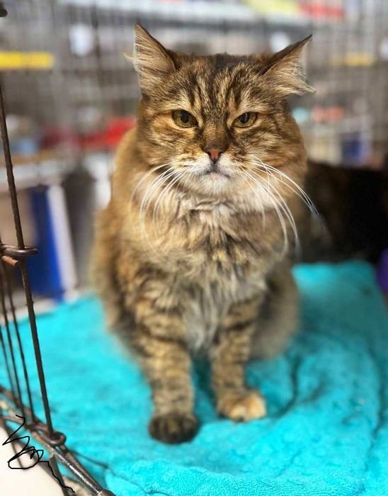 Лагідна домашня киця Марфуша шукає новий дім ! кішка кіт кошеня