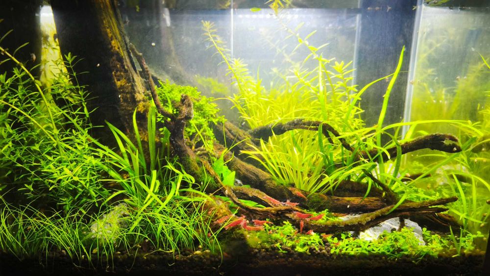 Aquário 35x20x23 com tronco e luz
