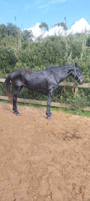 Égua castanha Pezanha