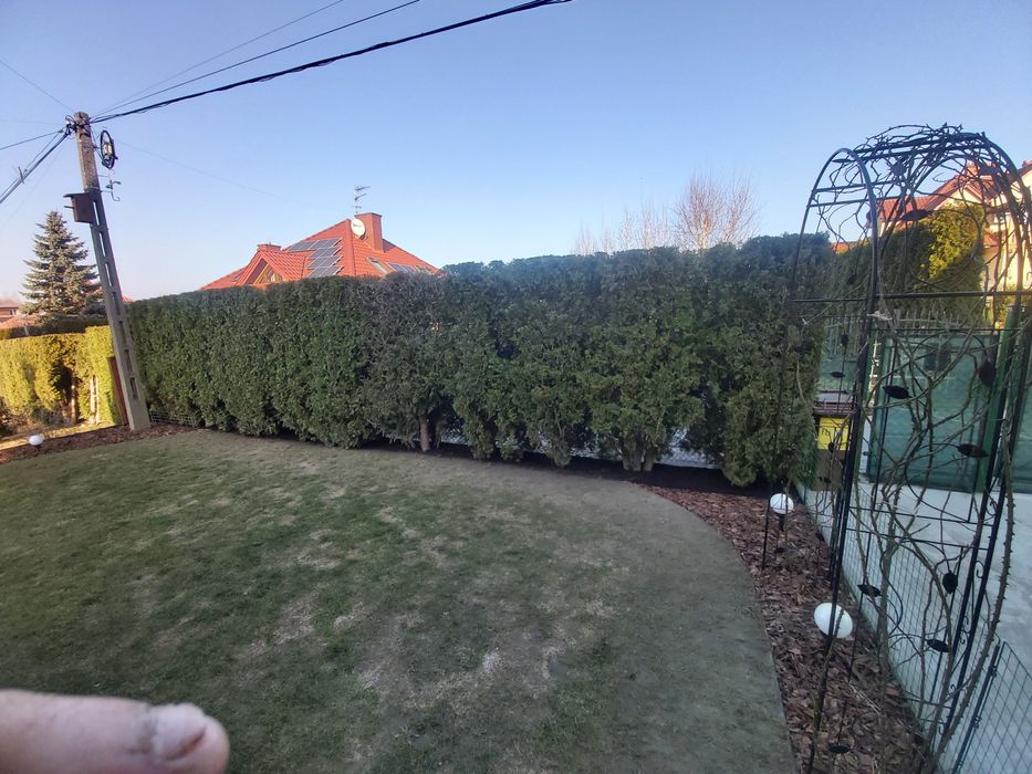 Przycinanie krzewów