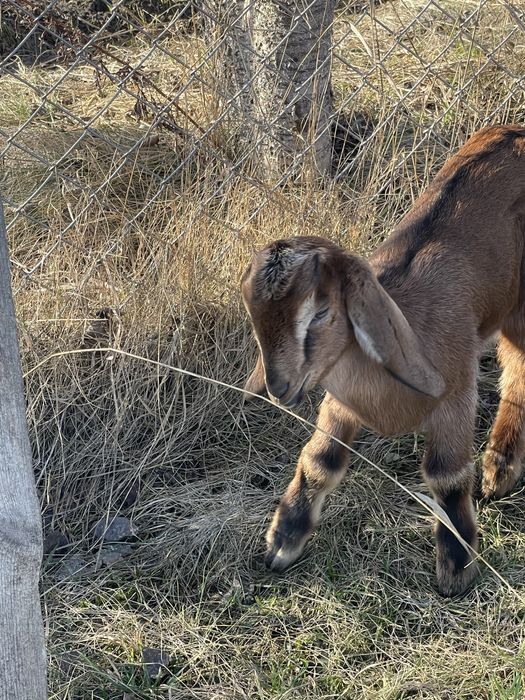 Козенята. Англо-нубійські кізки