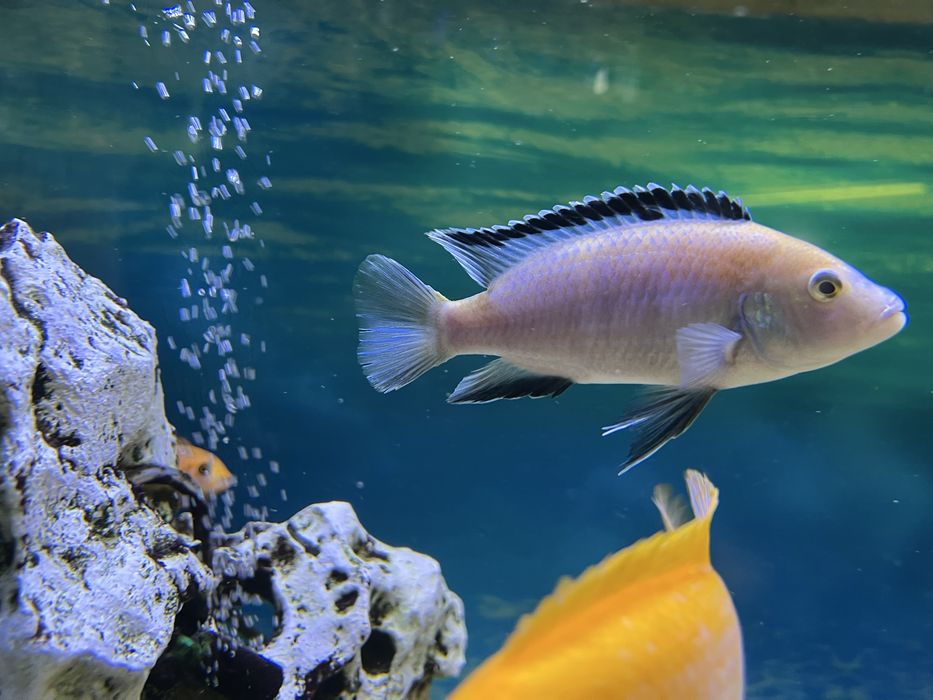 Цихліди Лабідохроміс "Єллоу", малаві