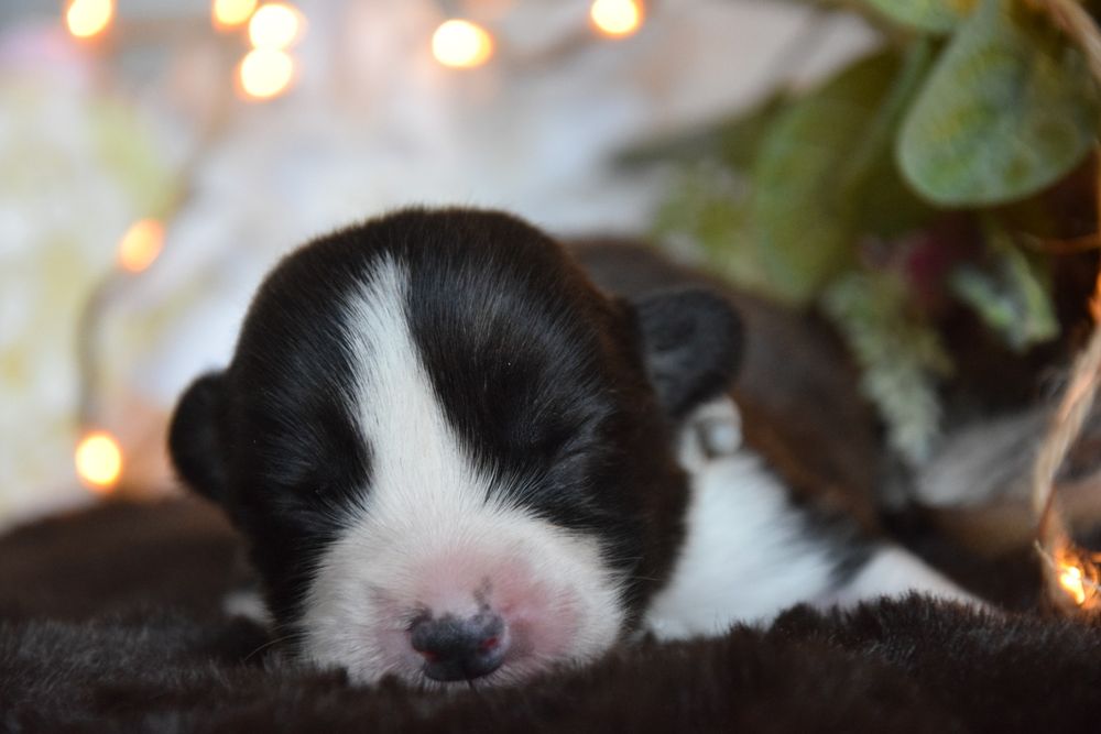 Chłopiec Welsh Corgi odbiór połowa czerwca!!