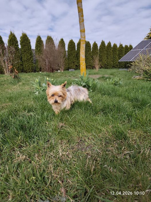 Śliczny piesek Yorkshire terrier