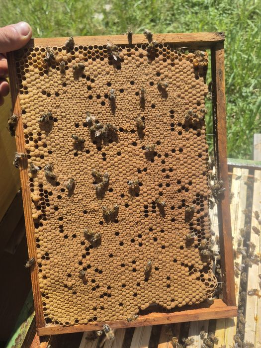 Matki pszczele  Buckfast B94 i KB