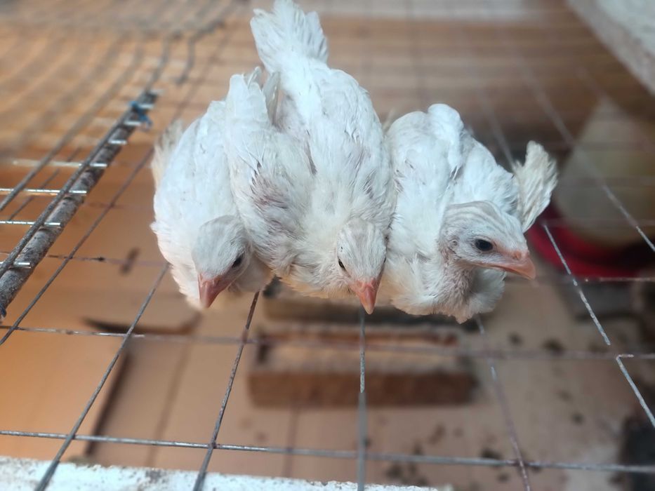 Ovos de fraca branca / galinhas de Angola brancas pequenas / cocós