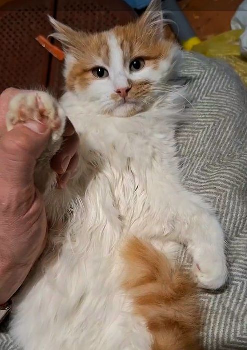 Пушистый бело-рыжий котёнок ищет дом! Котята в хорошие руки!