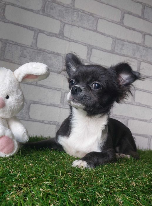 Довгошерсті хлопчики Чихуахуа