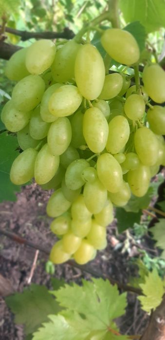 Сажанці винограду