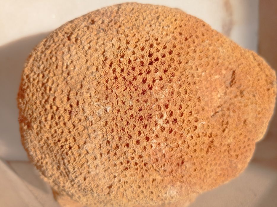 Pedra de coral única