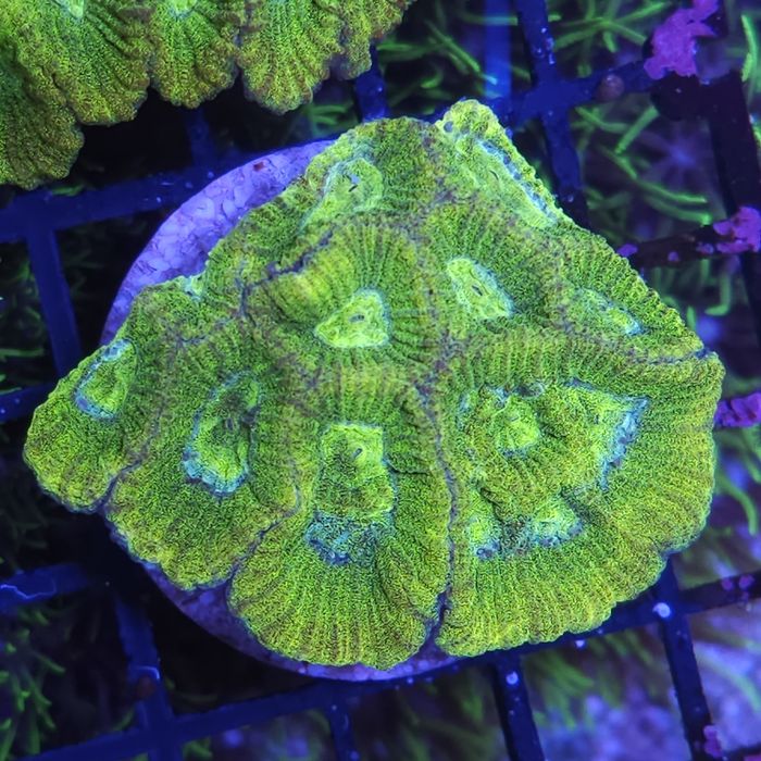 Favia sp. Akwarystyka morska