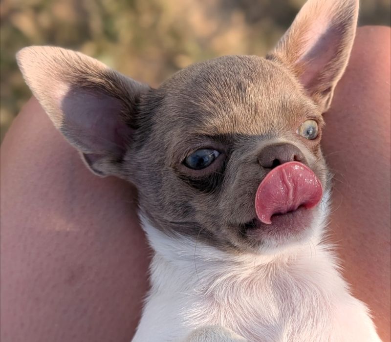Chłopiec chihuahua gotowy do odbioru