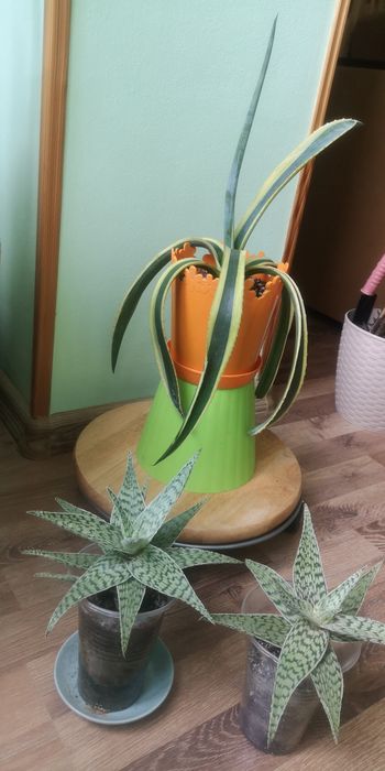 алоє вазон сукулент