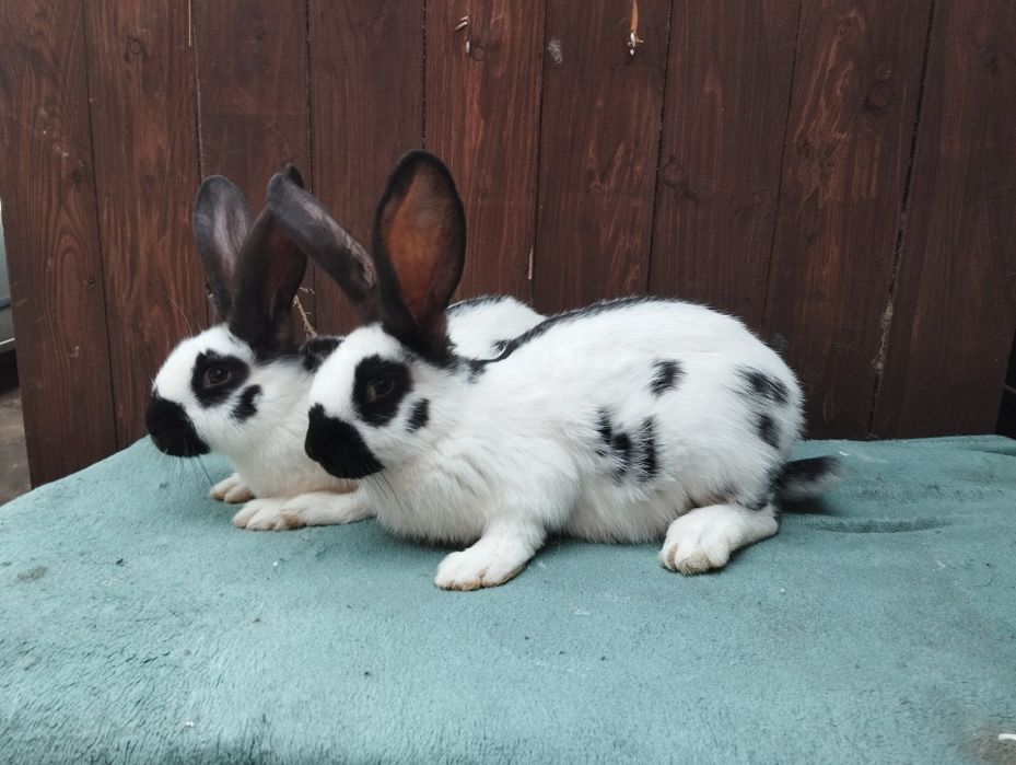 Olbrzym srokacz czarny i hawana