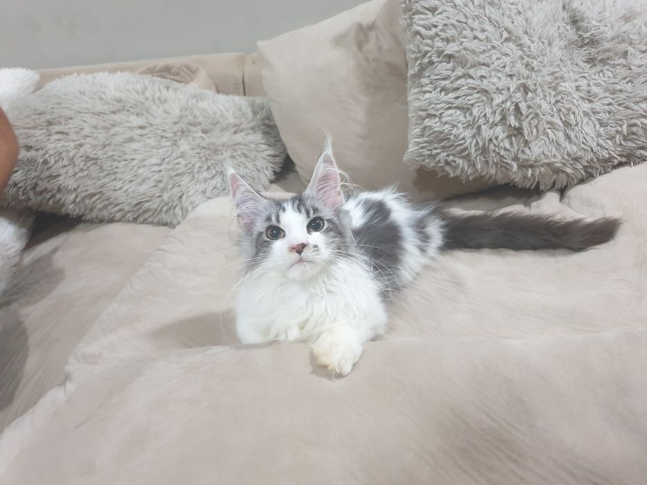 Fêmea maine coon com pedigree