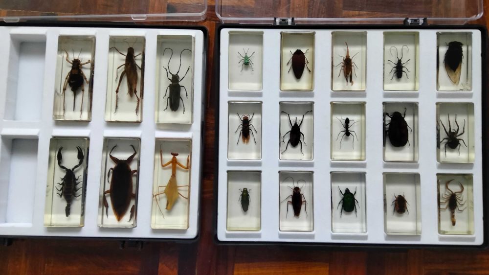 Coleção Bichos en resina