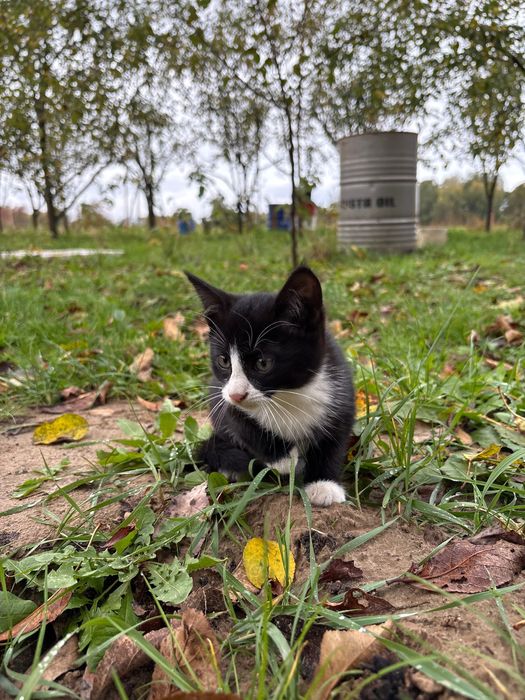 Кошенятко дівчинка