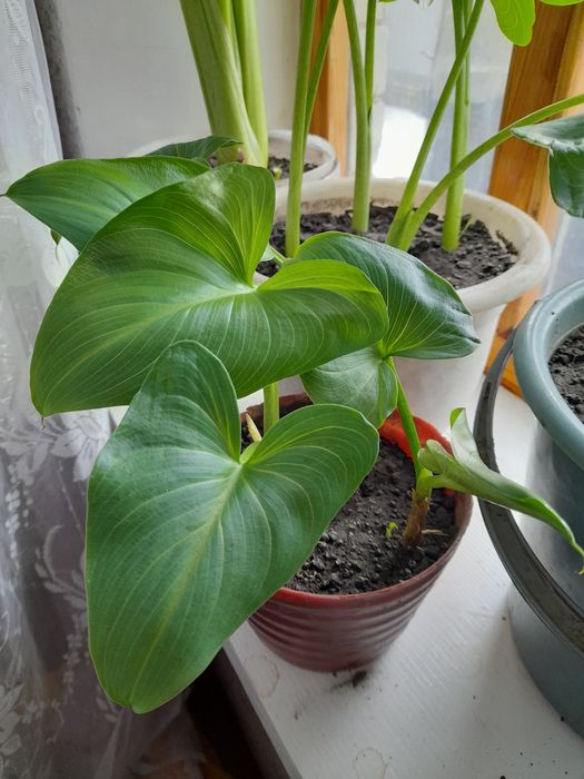 Калла квіти кали