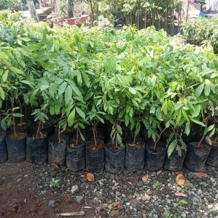 Longan Árvores Exóticas