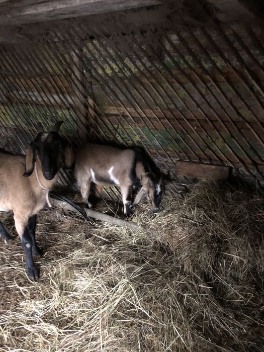 Продам нубійських кіз