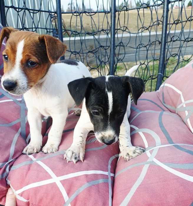 Piesek Jack Russell Terier
