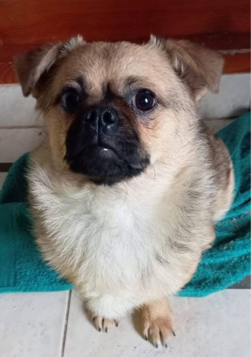 Шукаємо відповідальних господарів для Найди