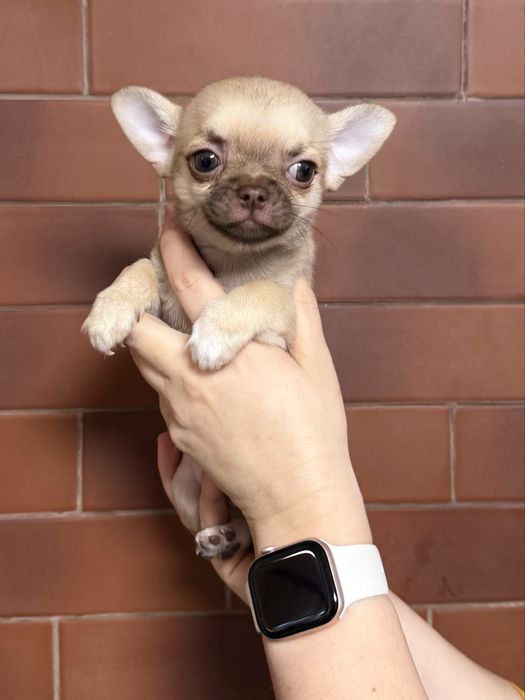 Щенки чихуахуа мальчики