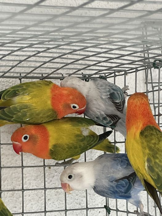 Fisher para criar á mão