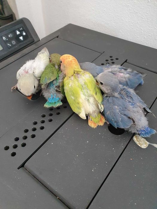 Rosicois criados a mao