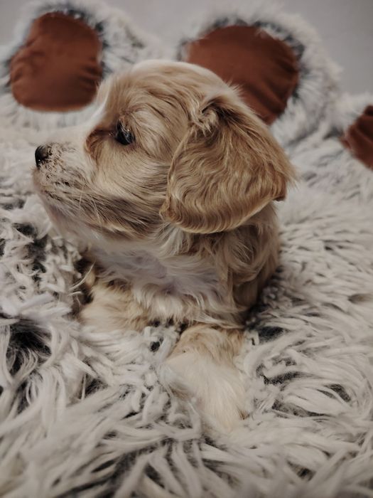 Maltipoo dziewczynka