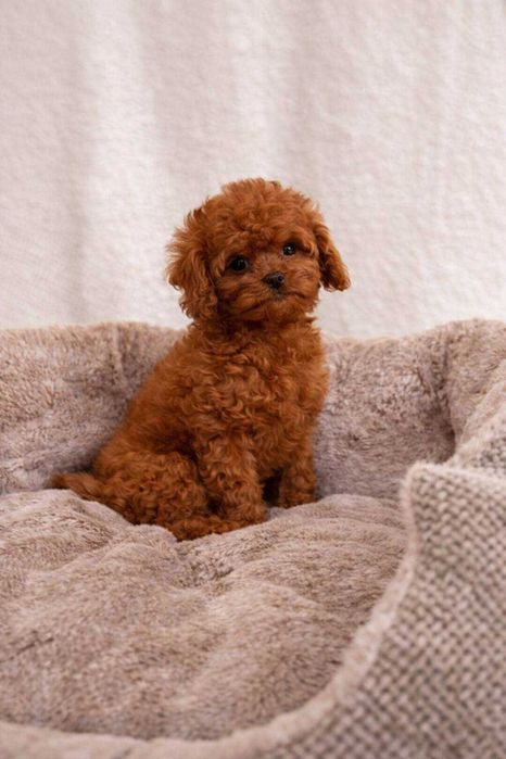 pai Toy Caniche+mãe Cavalier = Menina Cavapoo