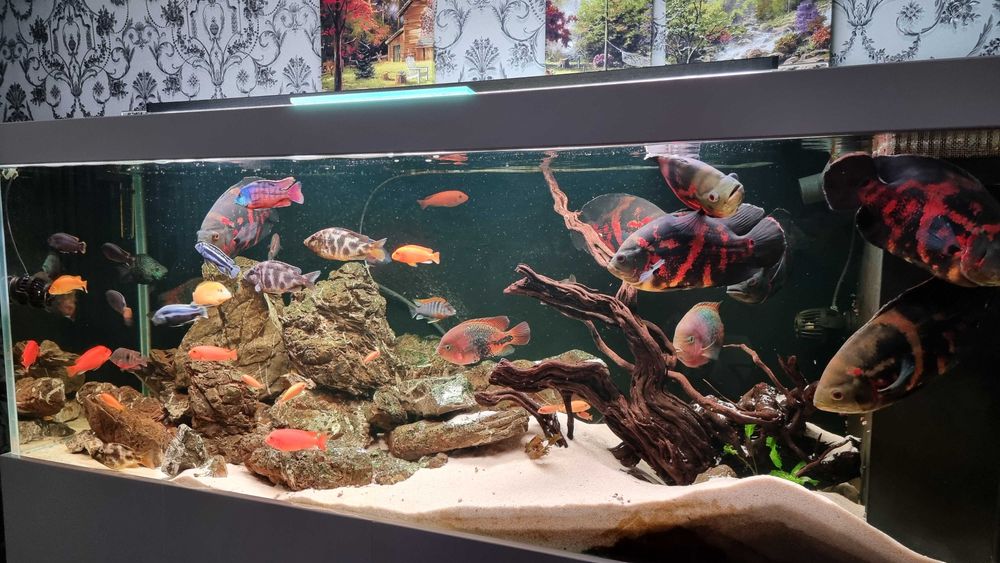 Аквариум 750 литров ! Тумба! Рыбки! Самп! Оборудование!