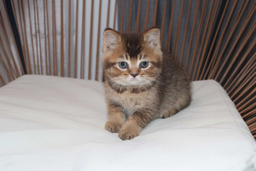 um gatinho scottish straight golden brown