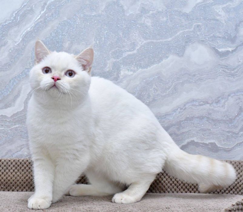 Хлопчик шотланский прямовухий