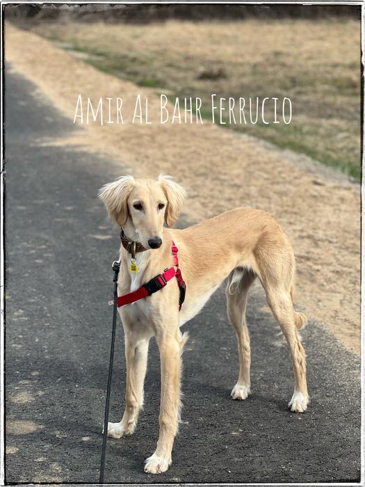 Chary perski saluki  ZkwP ,FCI