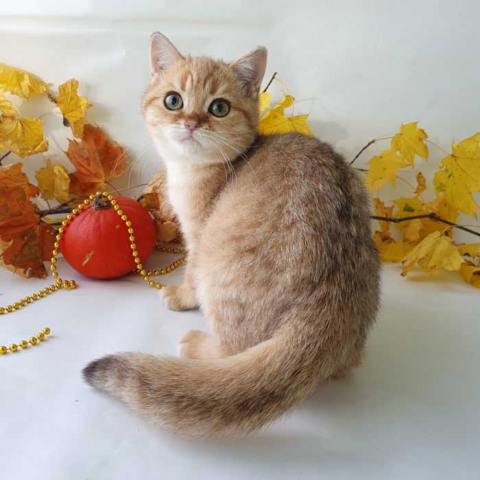 Київ британець клубний, красень золота шиншилла лагідний котик. Котята