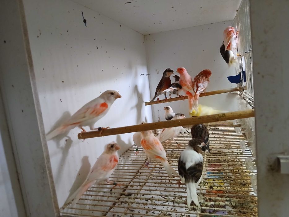 Varios canários e alguns exoticos
