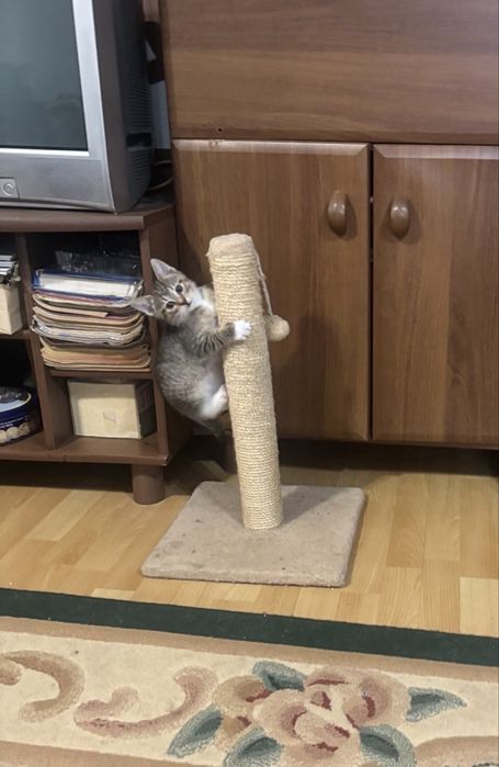Віддамо кошенят в добрі руки.