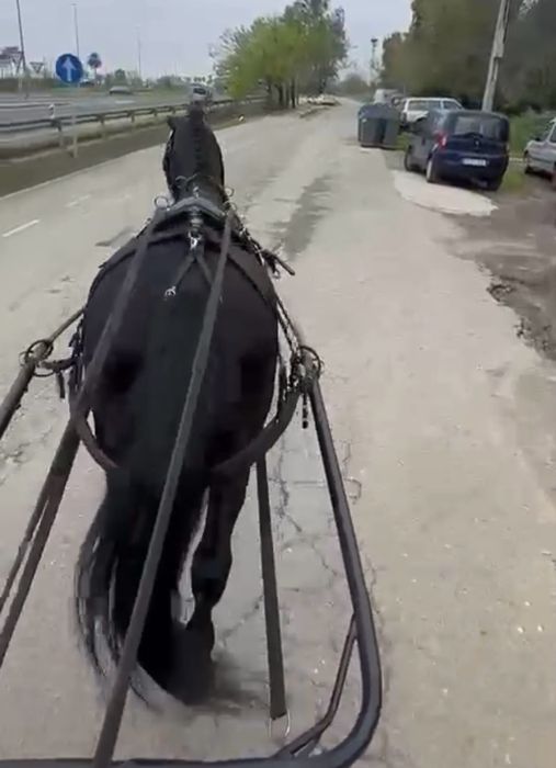 Cavalo Hannoveriano Puro Montado e Engatado