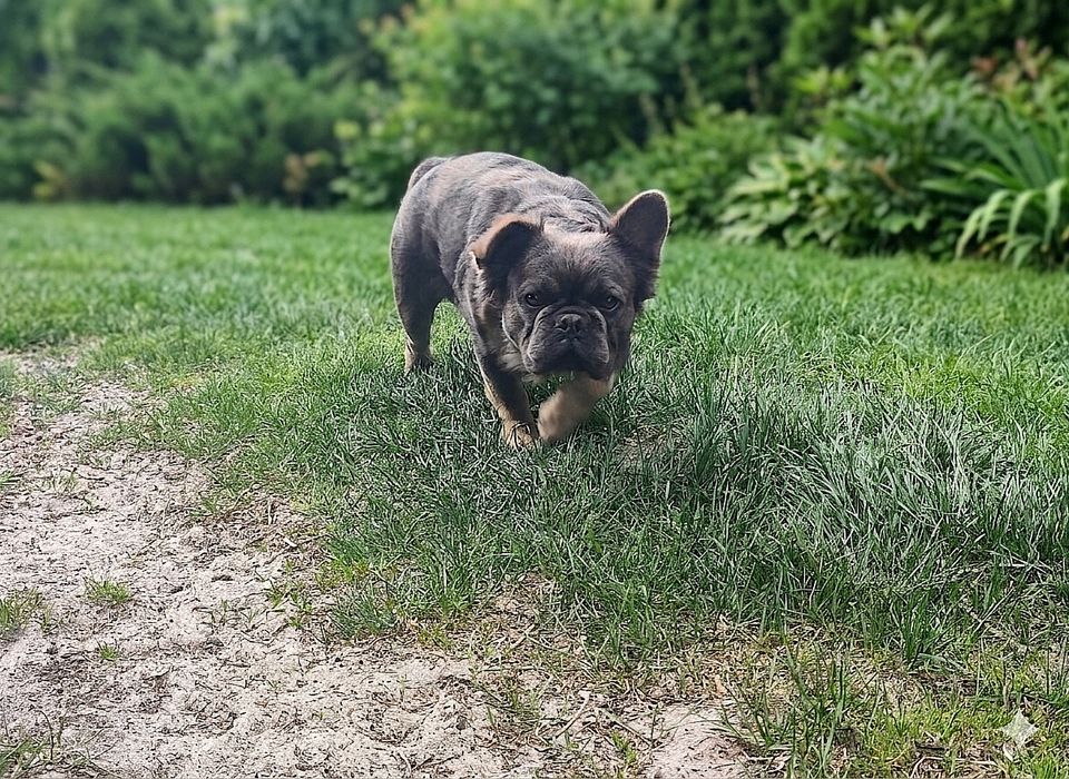 Buldog francuski pies 15 miesięcy