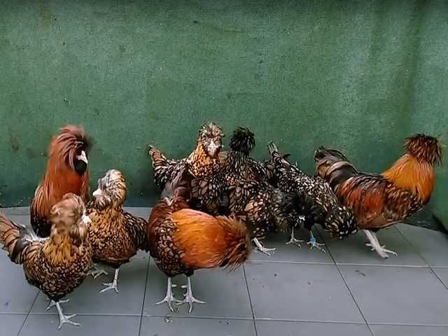 Яйце на інкубацію, курчата, Падуан: золото, фарфоровий.