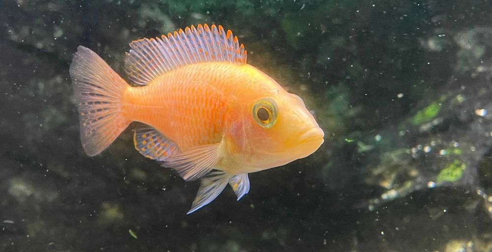 Młode Aulonocara fire fish. Malawi