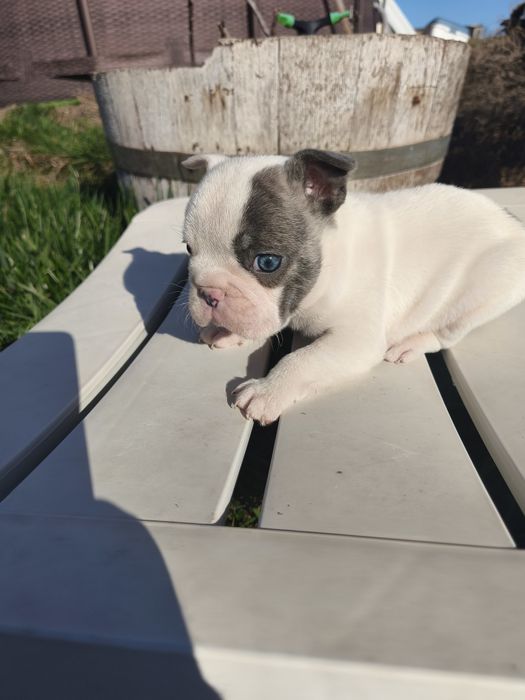 Bulldog blue pied