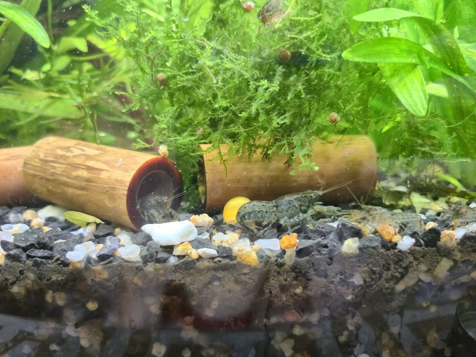 Карликовый болотный рак