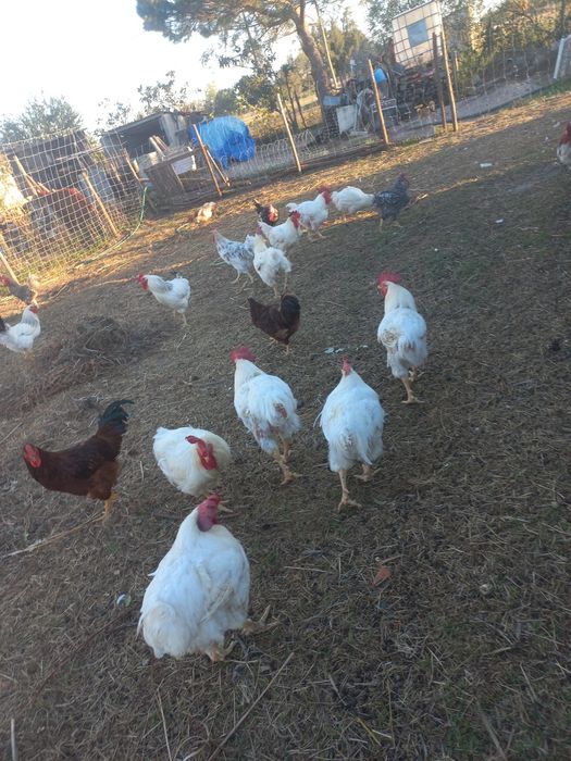 Vendo galos caseiros