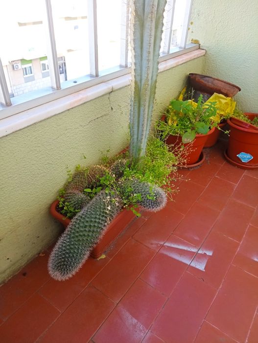 Vaso com Cactos - Duas espécies
