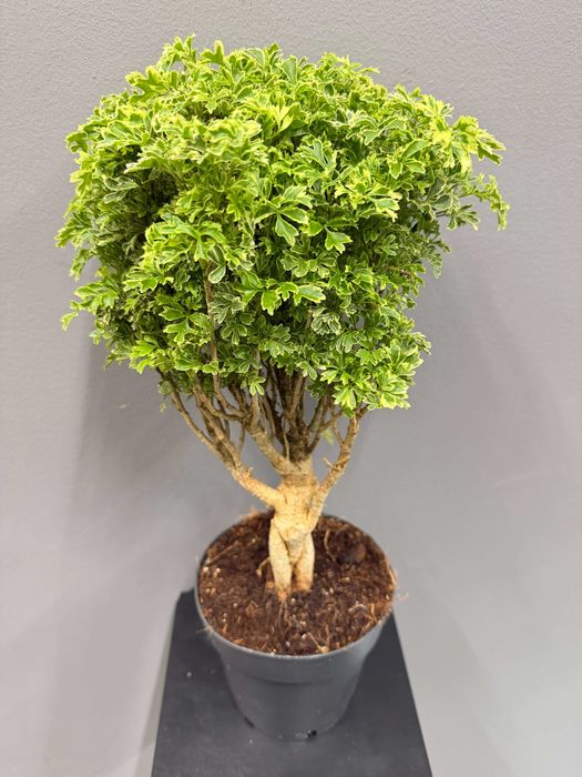 Polyscias Hawaiiana Ming Gold Bonsai