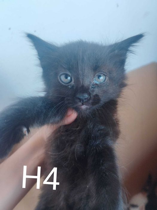 Gatinhos bebés machos para adoção
