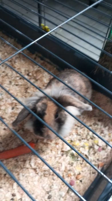 Gaiola de 1 metro com coelhinho mini lop bellier